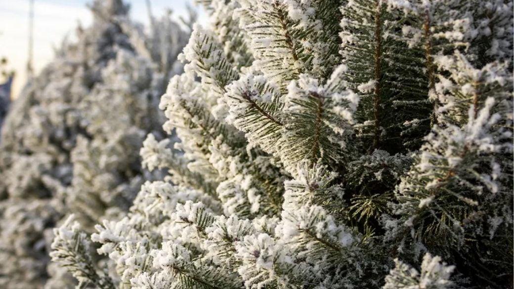 How to flock a real Christmas tree with spray snow Virginia Beach